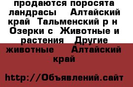 продаются поросята ландрасы  - Алтайский край, Тальменский р-н, Озерки с. Животные и растения » Другие животные   . Алтайский край